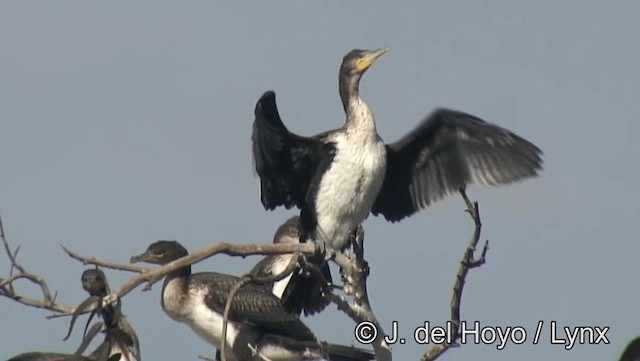 Cormorán Grande (marroquí) - ML201168861