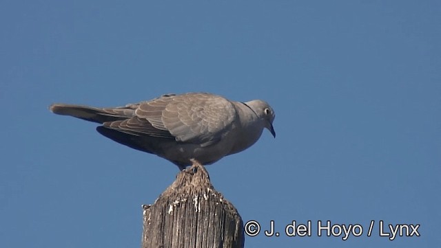 灰斑鳩 - ML201168871