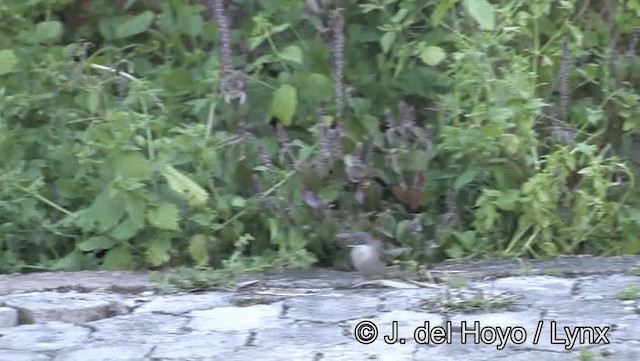 Sardinian Warbler - ML201168881