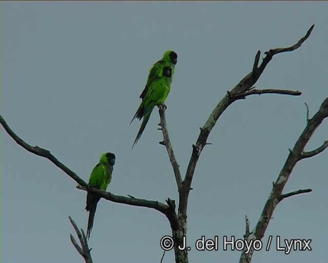 Nanday Parakeet - ML201168891