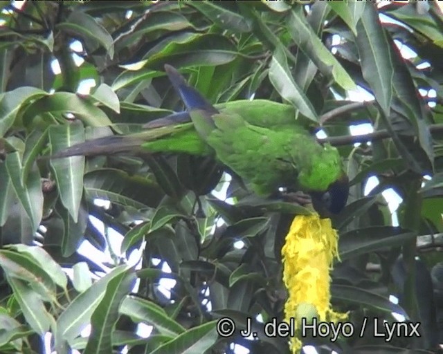 aratinga černohlavý - ML201168901