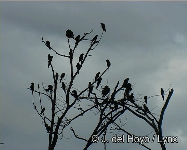 Aratinga Ñanday - ML201168911