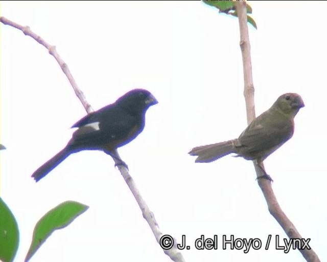 Chestnut-bellied Seed-Finch - ML201169001