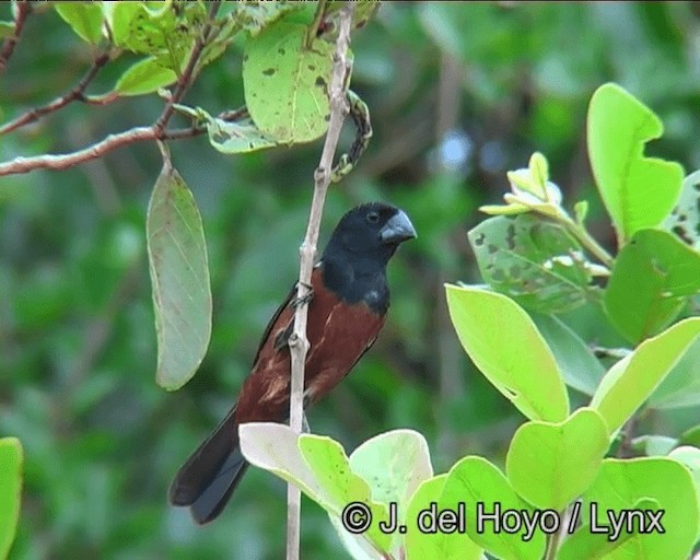 Chestnut-bellied Seed-Finch - ML201169011