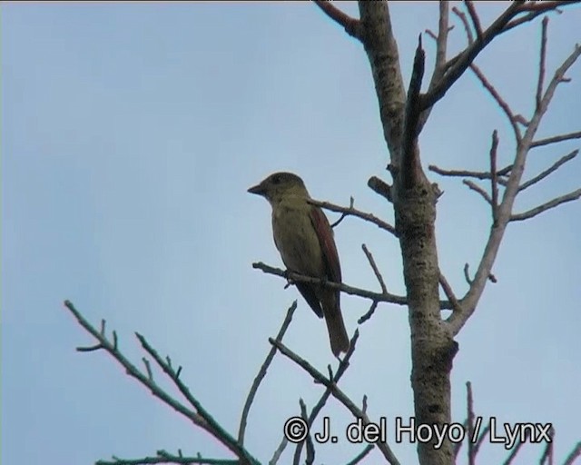 Crested Becard - ML201169021