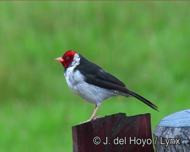 Yellow-billed Cardinal - ML201169031