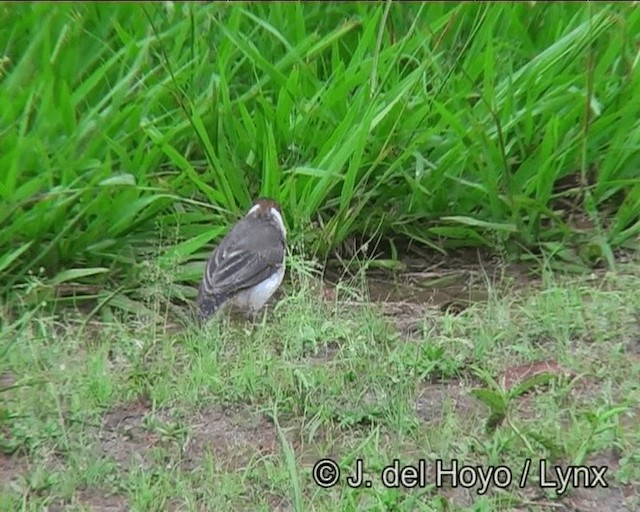 Yellow-billed Cardinal - ML201169041