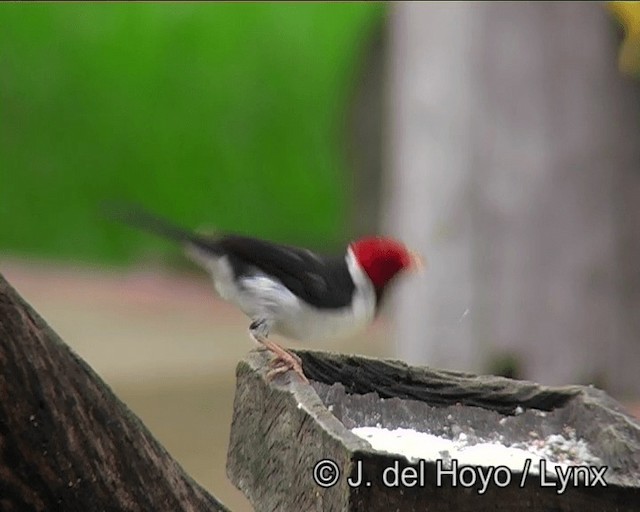 Yellow-billed Cardinal - ML201169051