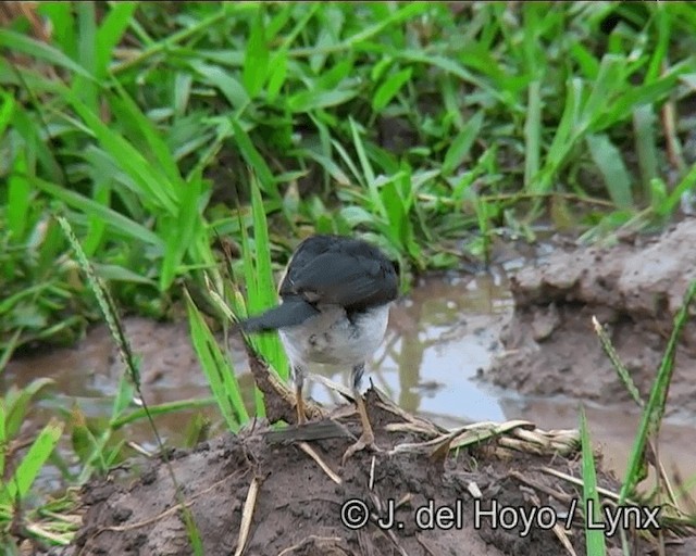 Yellow-billed Cardinal - ML201169061