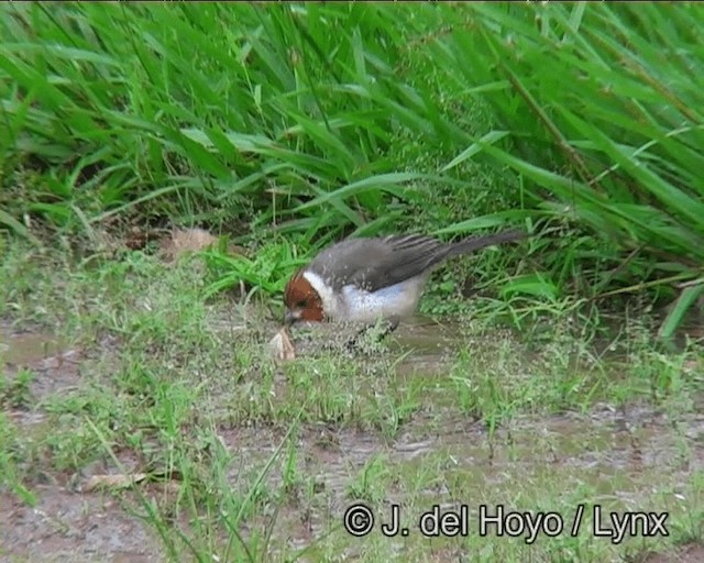 Yellow-billed Cardinal - ML201169081