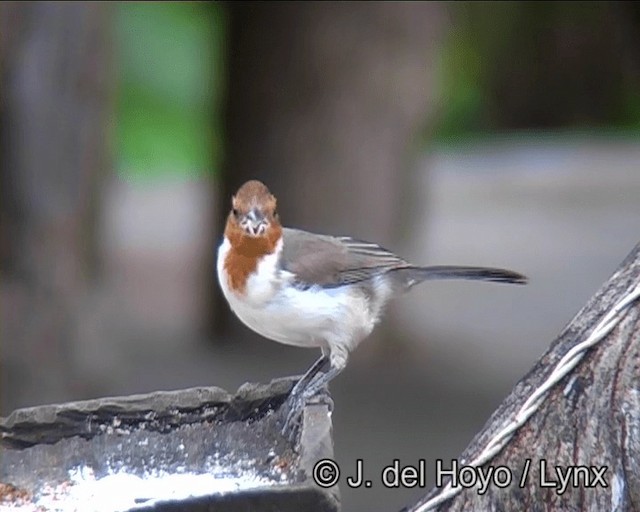 Red-crested Cardinal - ML201169091