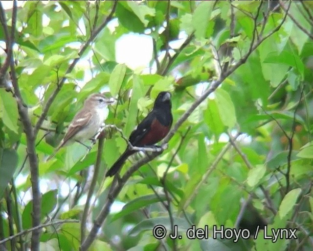 Southern Mouse-colored Tyrannulet - ML201169101