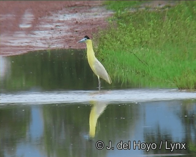 シロゴイサギ - ML201169111