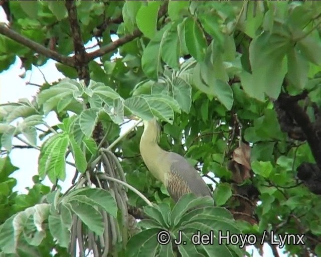 Capped Heron - ML201169121