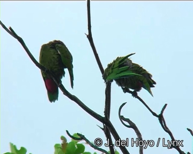Папуга-червоногуз зеленощокий - ML201169131