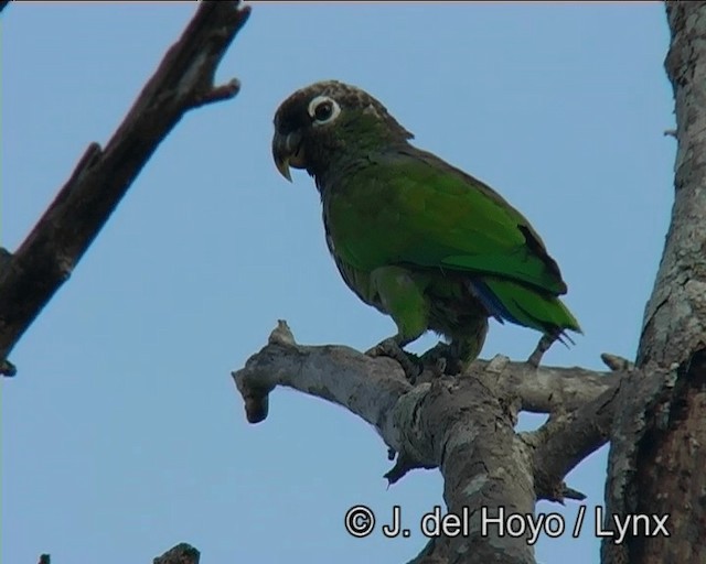 Loro Choclero - ML201169141