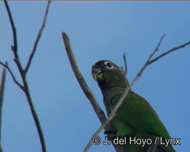 Scaly-headed Parrot - ML201169151