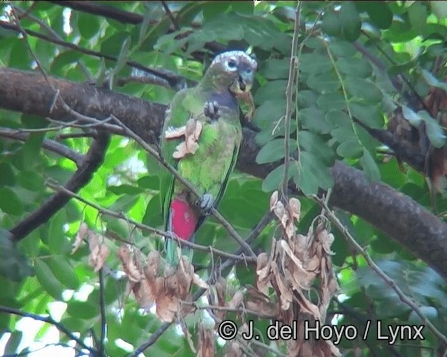 Папуга-червоногуз зеленощокий - ML201169161