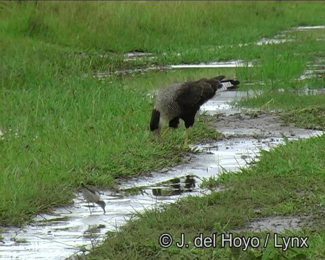 Crested Caracara (Southern) - ML201169181