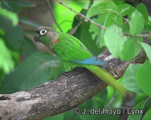 Blaze-winged Parakeet - ML201169261