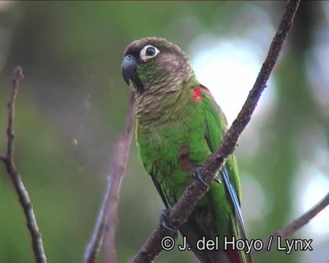 Blaze-winged Parakeet - ML201169271