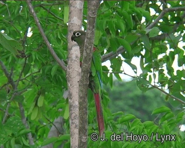 Conure de Deville - ML201169281