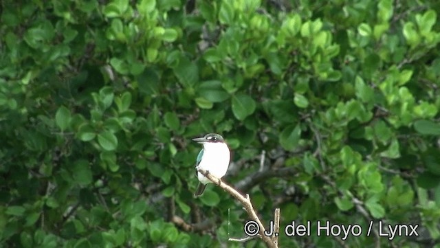 Collared Kingfisher (Collared) - ML201169351