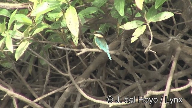 ledňáček posvátný (ssp. sanctus) - ML201169361