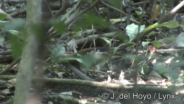 Rusty-backed Thrush - ML201169401