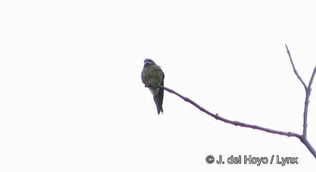 Whiskered Treeswift - ML201169461