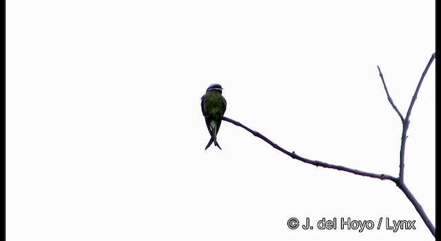 Whiskered Treeswift - ML201169471