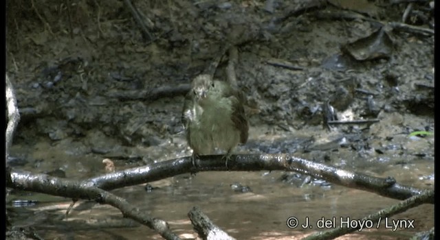 Bulbul Oliváceo - ML201169481