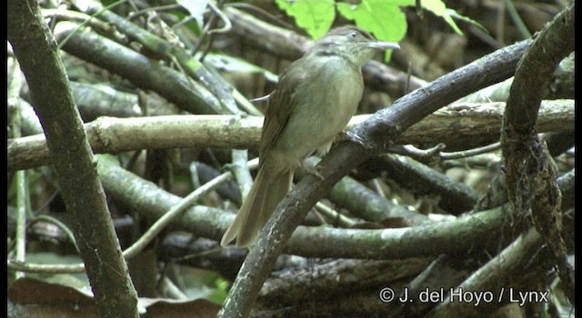 Bulbul Oliváceo - ML201169491