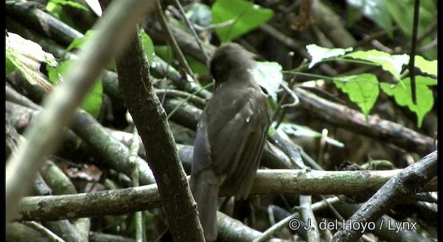 Bulbul Oliváceo - ML201169501