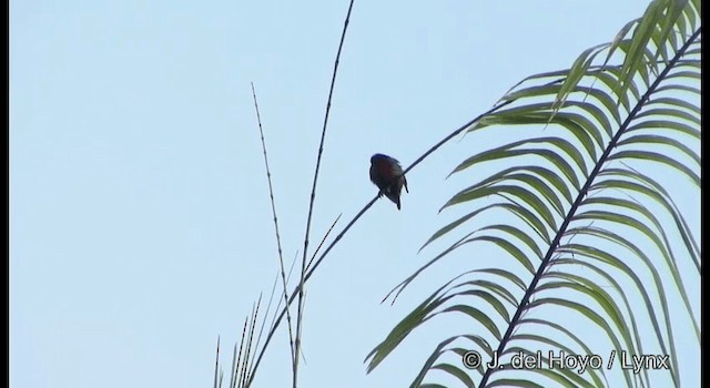 Van Hasselt's Sunbird - ML201169561