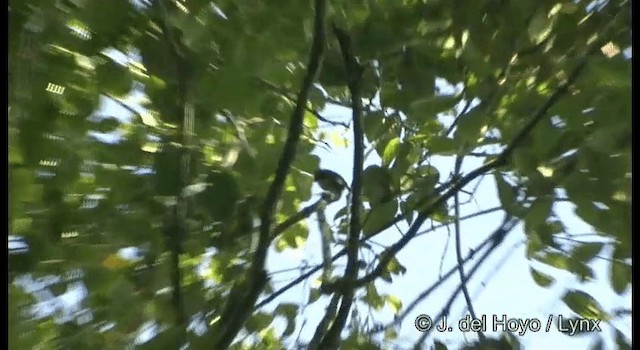 Королевская райская птица - ML201169621