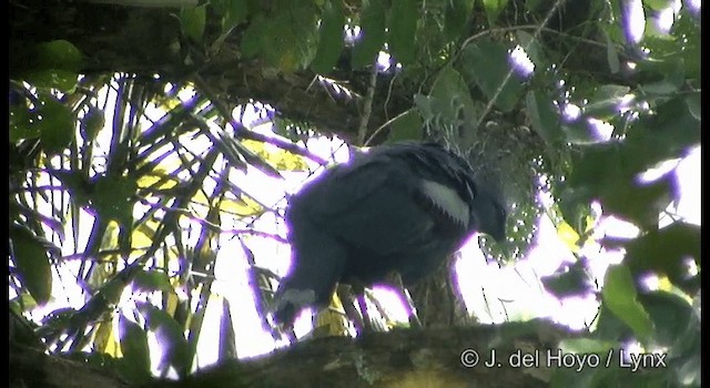 Victoria Crowned-Pigeon - ML201169651