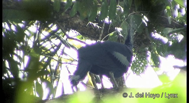 Victoria Crowned-Pigeon - ML201169661