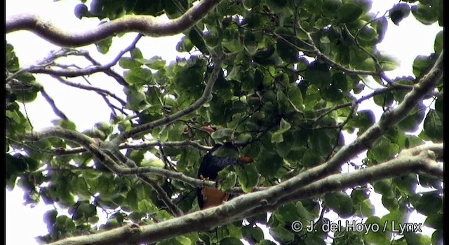 Yellow-faced Myna - ML201169681