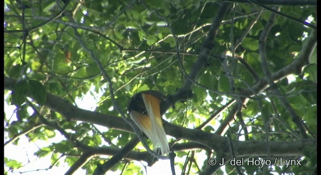 Lesser Bird-of-Paradise - ML201169691