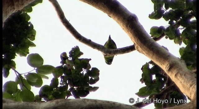 Salvadori's Fig-Parrot - ML201169721