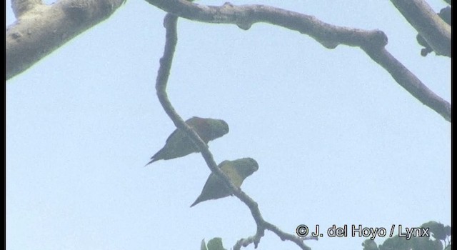 Salvadori's Fig-Parrot - ML201169731