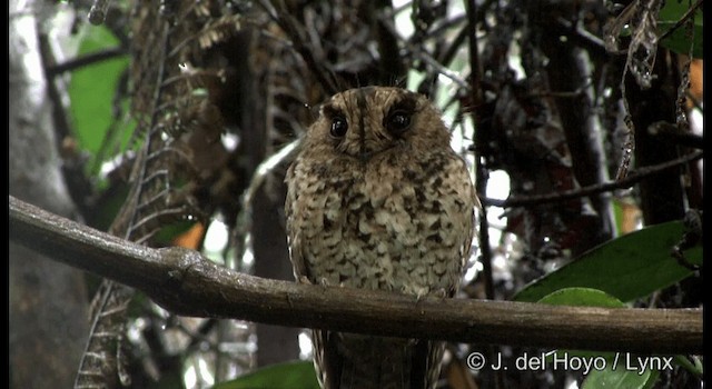 Mountain Owlet-nightjar - ML201169771