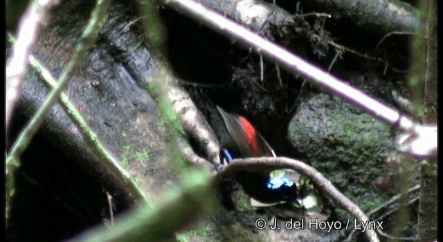 Wilson's Bird-of-Paradise - ML201169801