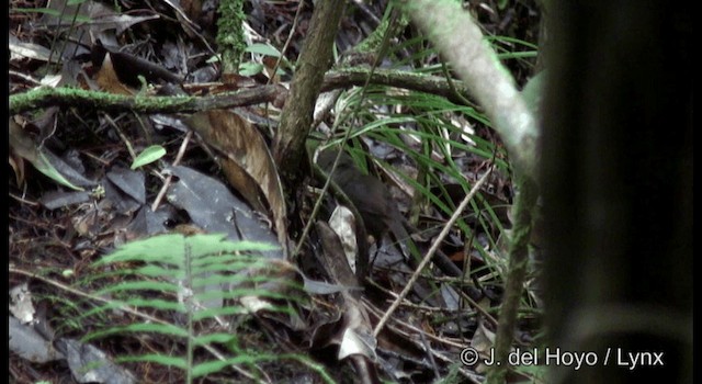 Mountain Mouse-Warbler - ML201169831