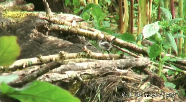 White-shouldered Fairywren - ML201169871