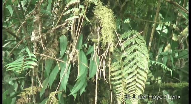 Island Leaf Warbler (New Guinea) - ML201169941