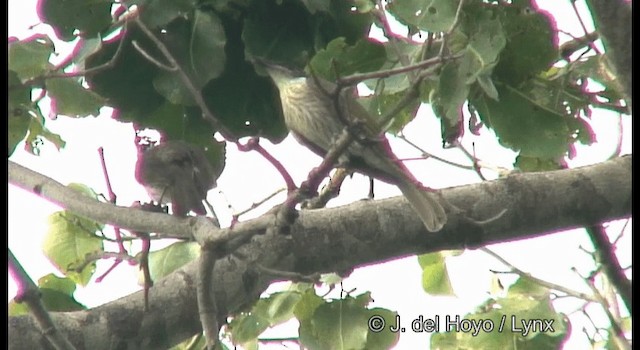 Varied Honeyeater - ML201169961