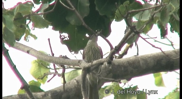 Mielero Versicolor - ML201169971