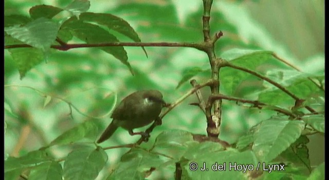 Olive Honeyeater - ML201169981